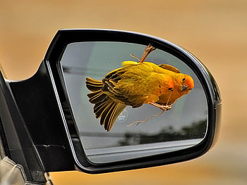 Bird in Mirror, beautiful, bird, in mirror HD wallpaper