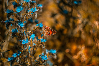 Flower, Macro, Insect, Butterfly HD wallpaper