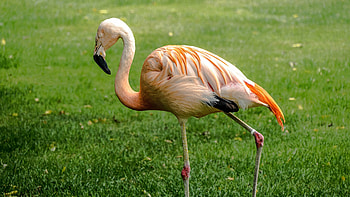 Flamingo wall art, Care and vibrant, Playful pink feathers, Nature's masterpiece HD wallpaper