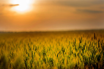 Yellow Green Field During Sunset , field, sunset, grass, nature, graphy HD wallpaper