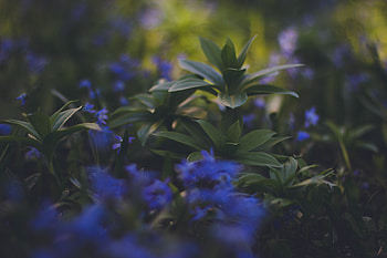 Plants, Nature, Blur, Smooth, Foliage HD wallpaper