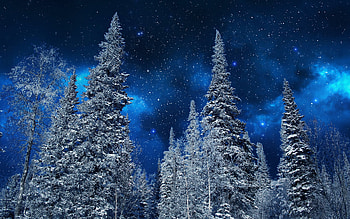 Snow, , Winter, Forest, Sky, Starry Sky, Stars, Tree HD wallpaper