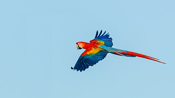 Macaw, parrot, flight HD wallpaper