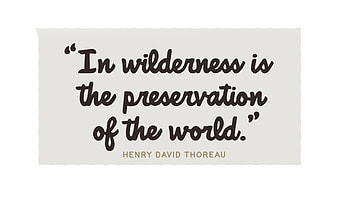 In the Wilderness Quote, quote, white background, typography, text HD wallpaper