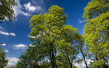 green trees , trees, green HD wallpaper