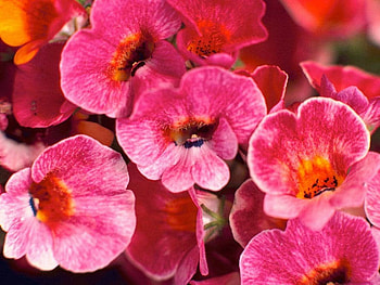 Warm Color Blossoms, worm, colors, nature, flower HD wallpaper