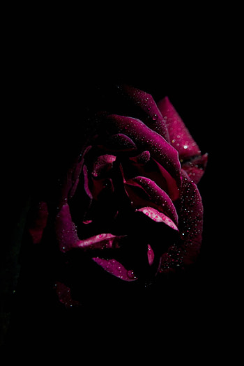 Drops, Dark, Rose Flower, Rose, Petals, Moisture HD phone wallpaper