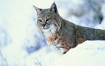 Animals, Snow, Iris, Predator, Big Cat HD wallpaper