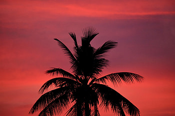 Sunset, Sky, Dark, Silhouette, Palm HD wallpaper