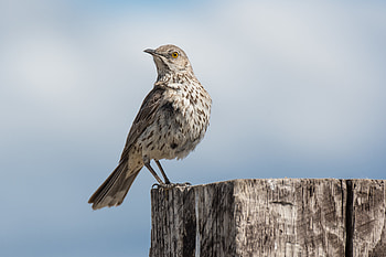Animals, Sky, Bird, Tail, Mockingbird HD wallpaper