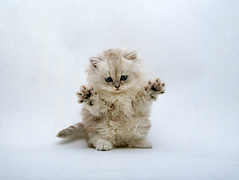 Animals, Fluffy, Kitty, Kitten, Paws HD wallpaper
