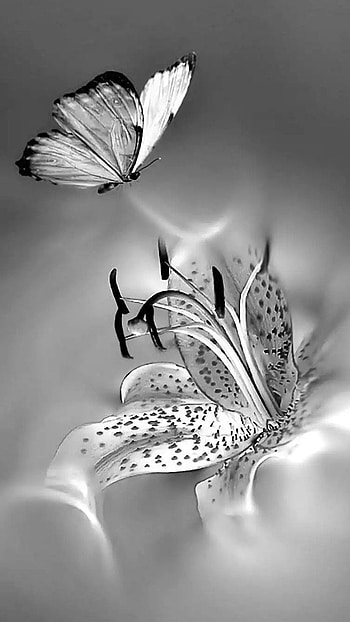 White Butterfly, Wonderful HD phone wallpaper