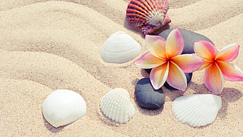 Sands and plumeria, Seashell delight, Ultra , Coastal bliss HD wallpaper