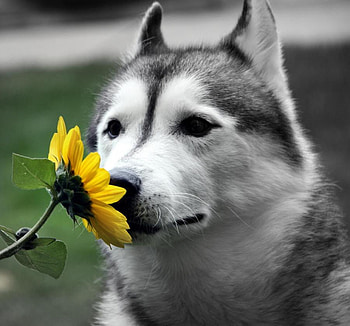 Stop and smell the flowers, dog, grey and white, husky, daisy, yellow, smelling flower HD wallpaper