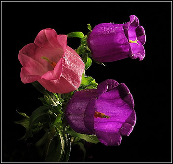 bells, purple, pink, macro HD wallpaper