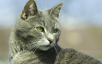 Animals, Cat, Muzzle, Grey, Sight, Opinion HD wallpaper