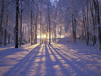 the sun in the snow and trees, trees, nature, sun, snow HD wallpaper