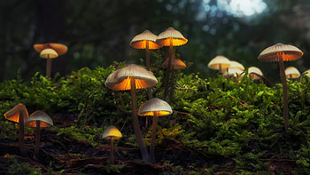 Mushrooms, beautiful, nature, forest HD wallpaper