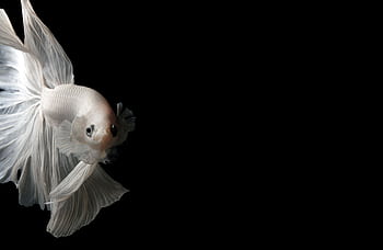 Close-up of a white Betta fish with elegant fins on a black background, perfect for aquatic themed projects. HD wallpaper