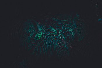 Dark, portrait, green leaf, tree branch HD wallpaper