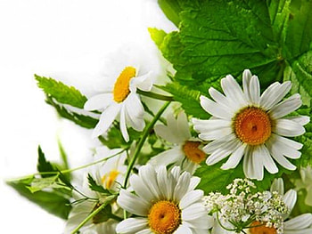 Spring Flowers, graphy, cool, nature, flowers, beauty HD wallpaper