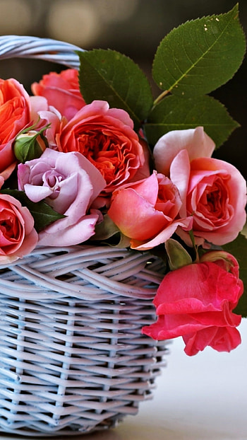 Beautiful Flowers Roses, Rose Basket, beautiful HD phone wallpaper