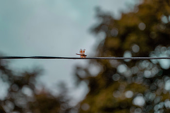 Macro, Blur, Smooth, Insect, Wings, Wire, Dragonfly HD wallpaper