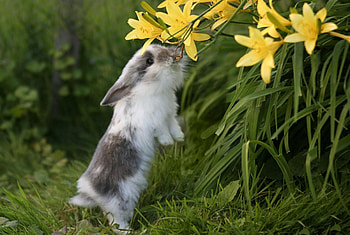I can almost reach...., bunny, animals, garden, flowers, spring HD wallpaper