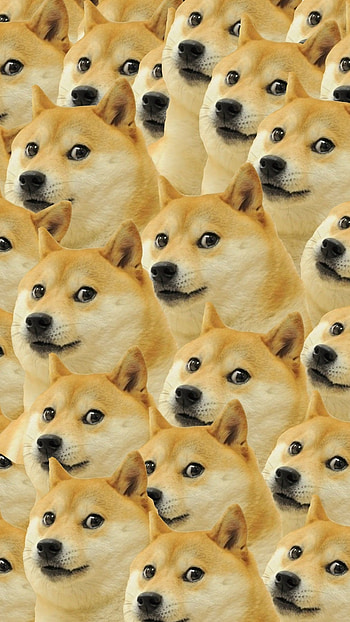 Cartoon Dog, Dog Meme HD phone wallpaper