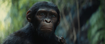 Kingdom of the Planet of the Apes, movie, Kingdom of the Planet of the Apes HD wallpaper