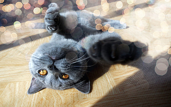 Animals, Glare, Cat, To Lie Down, Lie, Muzzle, Paws HD wallpaper