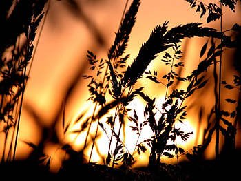 Plants, Sunset, Grass HD wallpaper