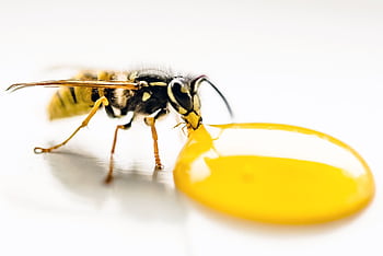 Close-up macro of a wasp feeding on a droplet of honey, showcasing its sharp details and vibrant colors. HD wallpaper