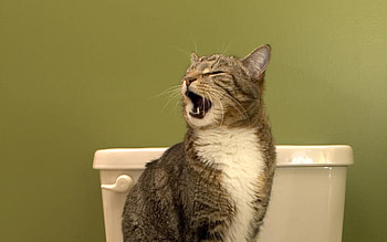 Animals, Cat, Muzzle, To Yawn, Yawn HD wallpaper