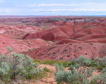 Petrified Forest Arizona, grasses, tourist, badlands, fauna, grass, usa, tourism, national park, trees, america, semi-desert, fossils, flora HD wallpaper