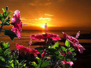Zachod Slonca, morze, zachod, kwiaty, slonca HD wallpaper
