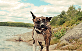 Animals, Dog, Spotted, Spotty, Stroll, Anger, Wind HD wallpaper