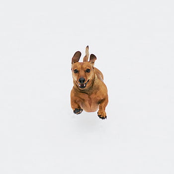 Playful dachshund captured mid-run on a white background, showcasing its joyful energy. HD phone wallpaper
