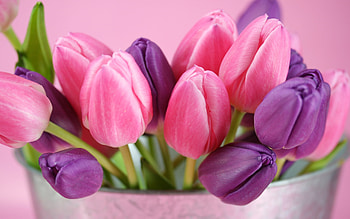 Plants, Flowers, Tulips HD wallpaper