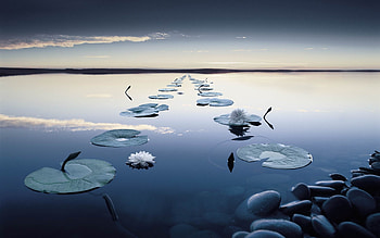 Landscape, Water, Lilies, Lakes HD wallpaper