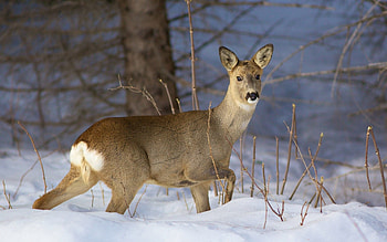 Animals, Winter, Snow, Forest, Branches, Deer HD wallpaper