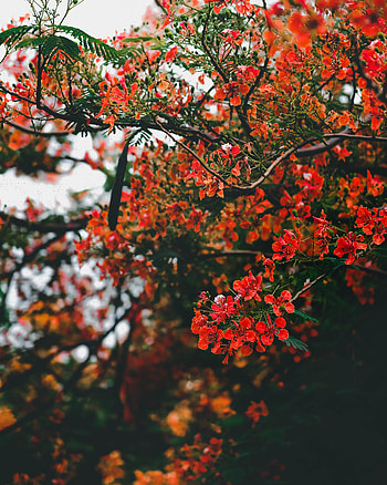 Flowers, Bush, Bloom, Flowering, Branch HD phone wallpaper