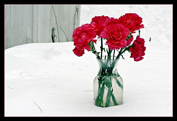 Carnations in the snow, carnations, flowers HD wallpaper