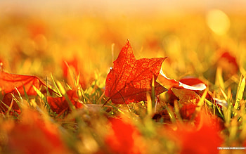 Autumn Fire, autumn, leaf, maple, fire HD wallpaper