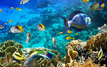 Fish, reef, underwater, corals HD wallpaper