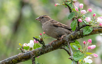 Female House Sparrow, bird, sparrow, Latvia, apple, macro, tree HD wallpaper