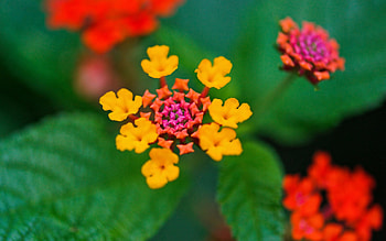 Flowers, Leaves, Plant, Macro, Petals HD wallpaper
