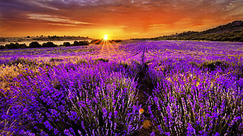 Sunset Over The Lavender Field, purple, lavender, nature, flowers, sunset HD wallpaper