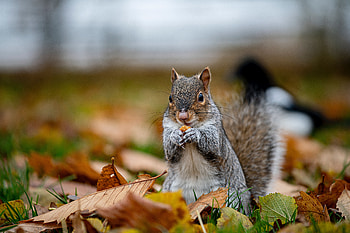 Funny, Animals, Squirrel, Animal, Nice, Sweetheart HD wallpaper