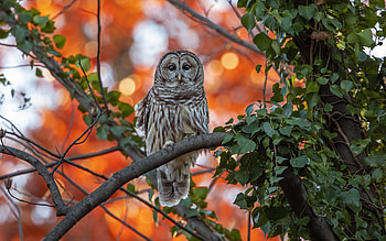 Owl, animal, bird, tree HD wallpaper